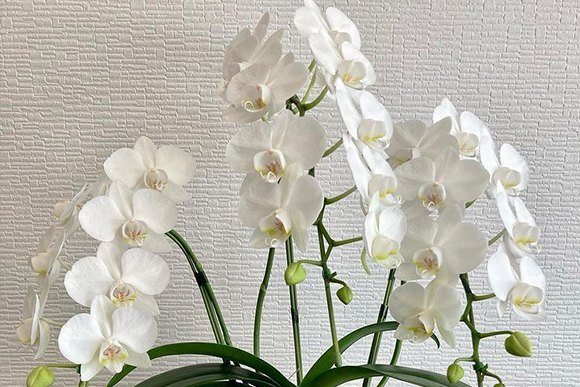 Phalaenopsis_05